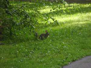 Rabbit in Van Horn Park
