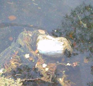 A white bag of household garbage floats in the water at the Armory Street bridge. October 2013.