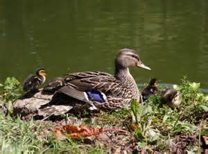Mallard mama and ducklings/